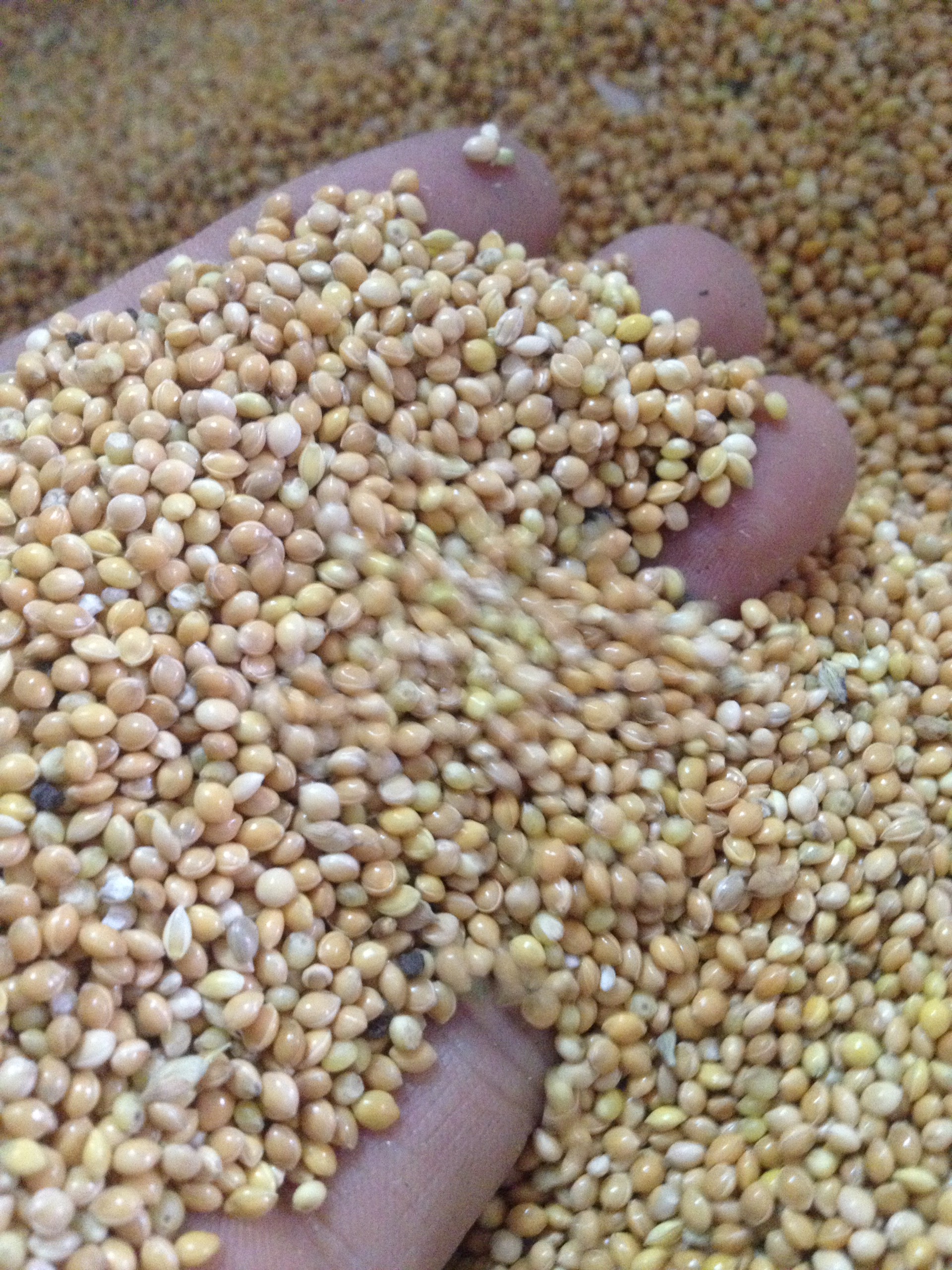 hạt kê vàng dành cho chim 1kg