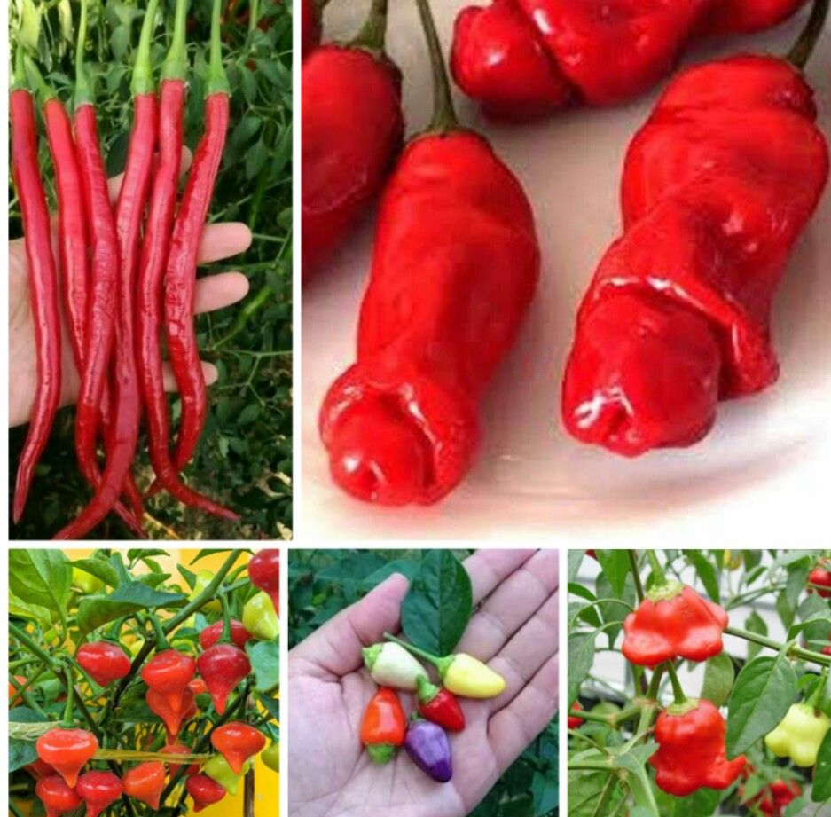 HẠT GIỐNG 5 LOẠI ỚT: TIM, HOA HỒNG, CU TÝ, NGŨ SẮC, ĐŨA ( mỗi loại 10 hạt)