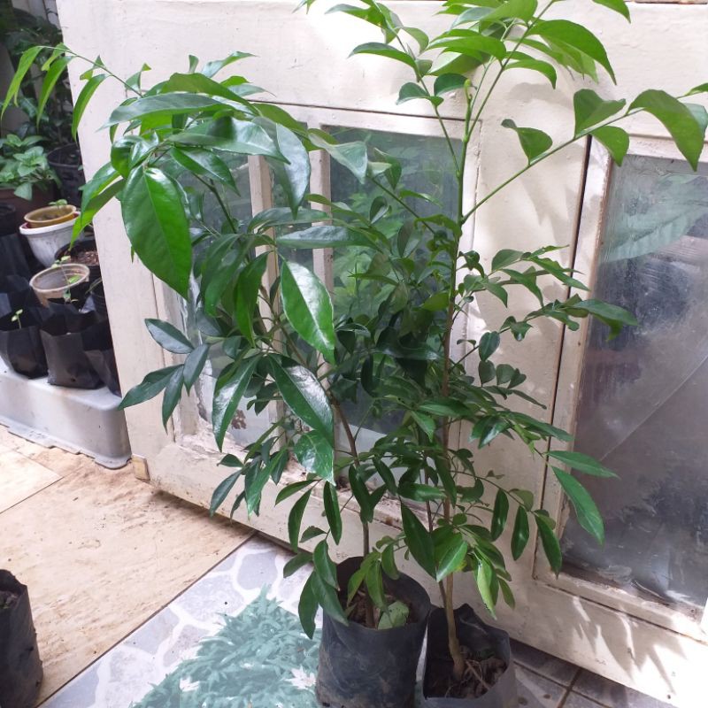 Cây mắc mật ( cây hồng bì) cây đẹp, cao 50cm,