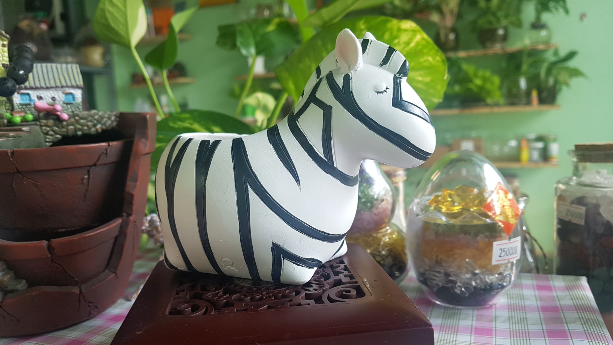 chậu trồng cây ngựa vằn