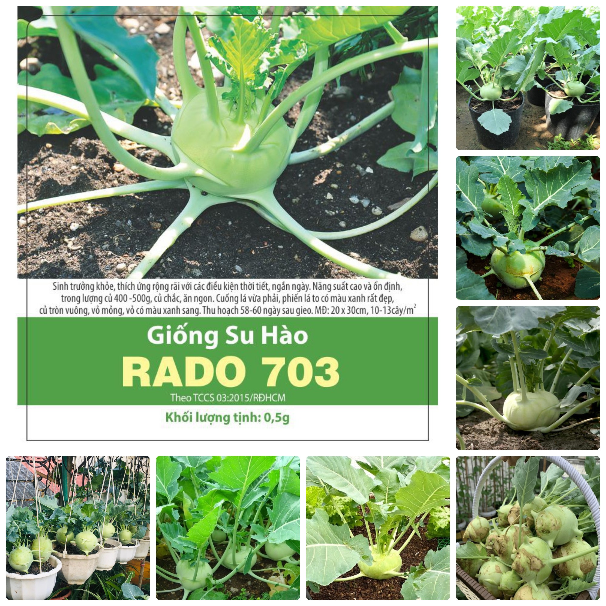 Hạt giống Su hào xanh gói 0.5gr