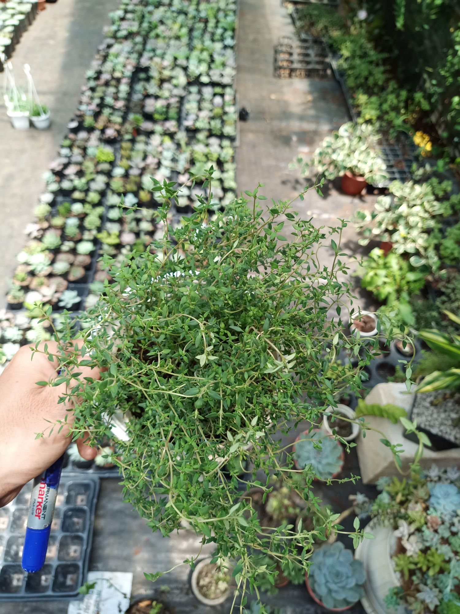 Cỏ xạ hương Thyme - chậu lớn