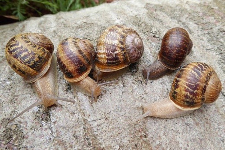 Garden Safe Slug & Snail Bait 100Gr – Effective Snail Killer, Safe for Plants