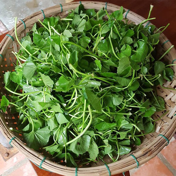 Hạt giống rau má lá nhỏ 1gram