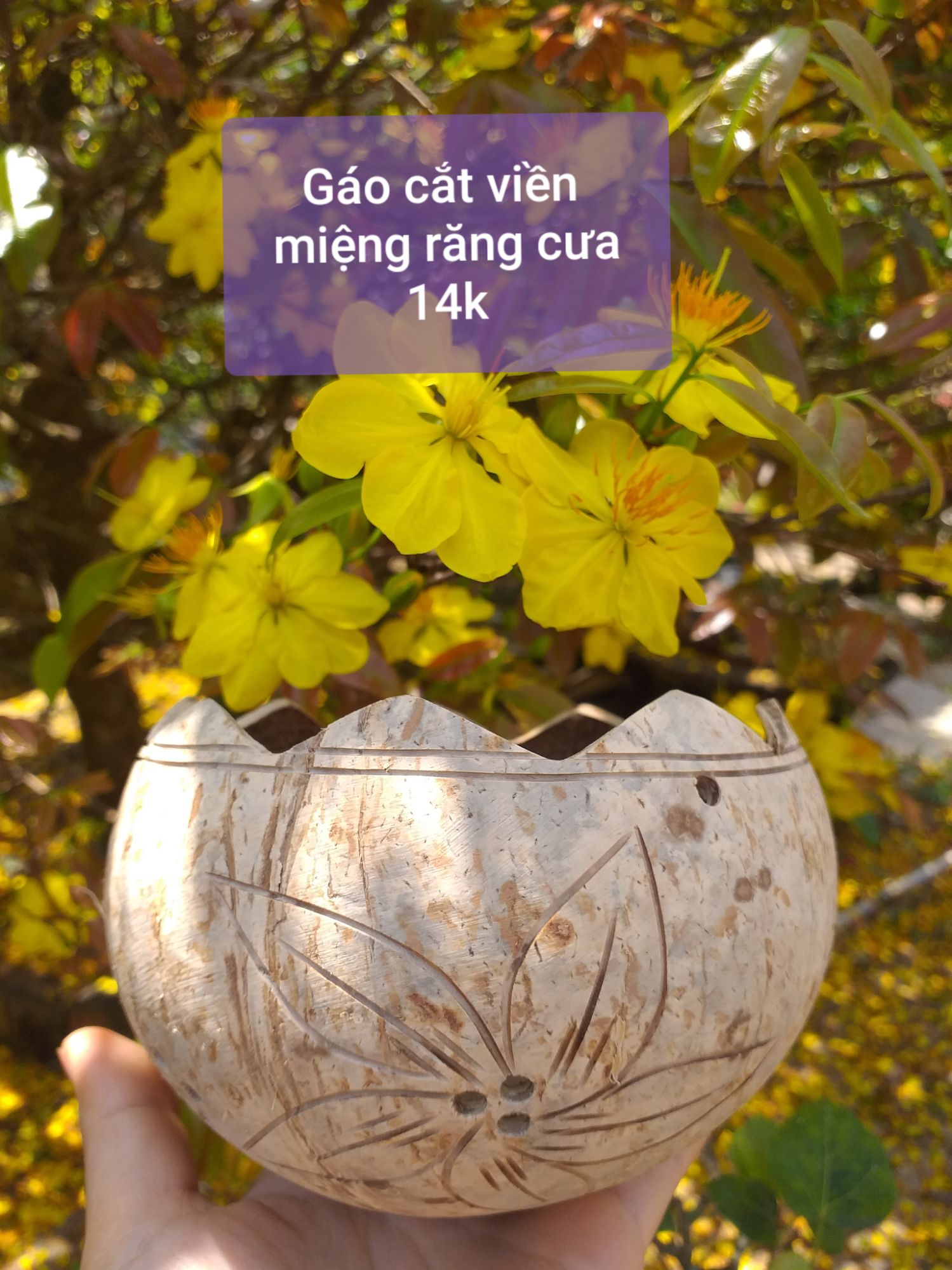 Chậu gáo dừa cắt viền miệng răng cưa