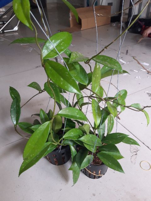Lan cẩm cù chậu lớn sắp hoa đủ màu