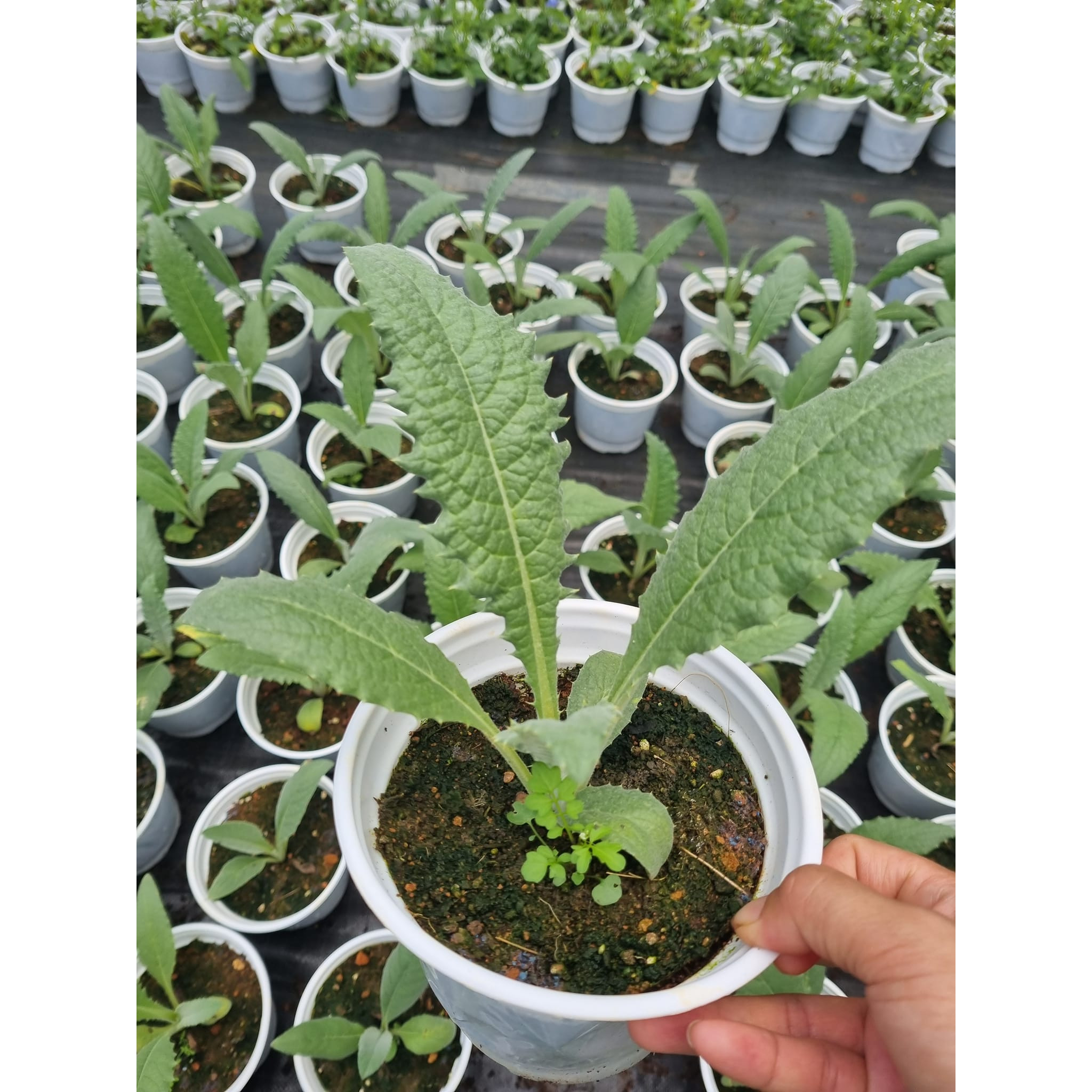 Chậu cây giống Atiso xanh