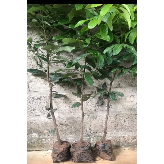 HOT Cây giống nhãn không hạt Thái Lan (12 tháng cho trái)