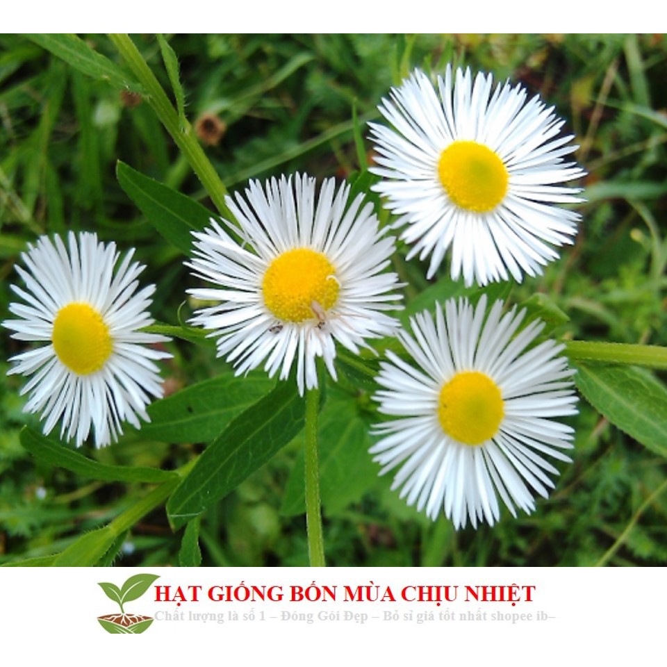 MJ51 Hạt Giống Hoa Thạch Thảo Lùn Mix 50 Hạt