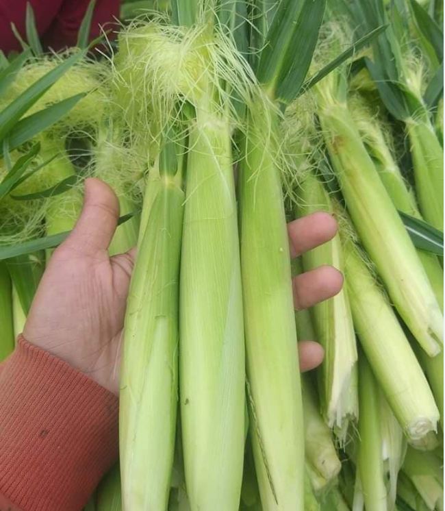 Hạt Giống Ngô Bao Tử -  1 gói 30 hạt