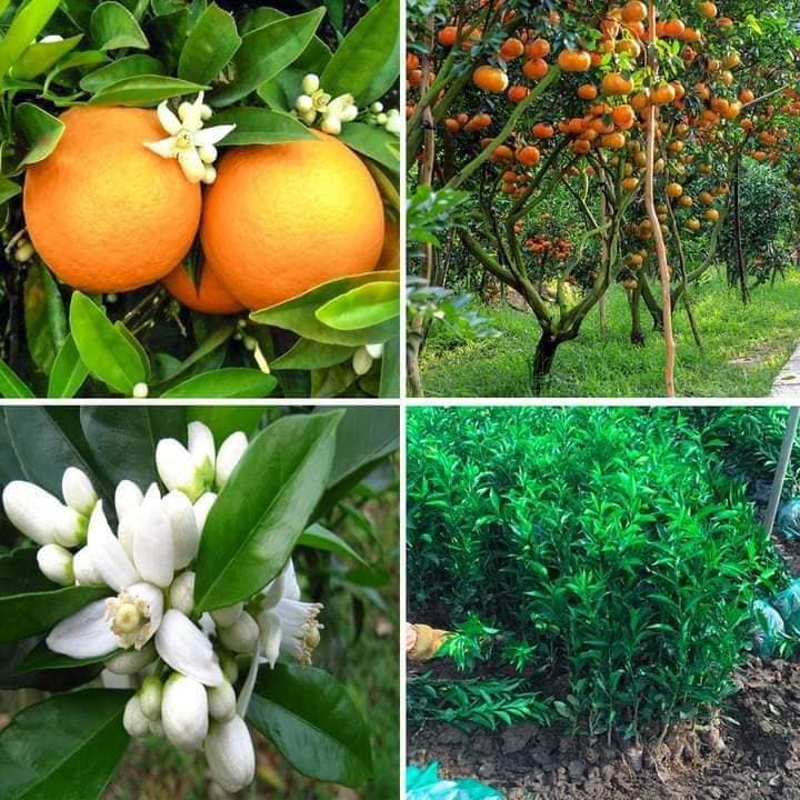 Cây Giống Quýt Đường Vỏ Mỏng Siêu Ngọt (cửa hàng cây giống f1)