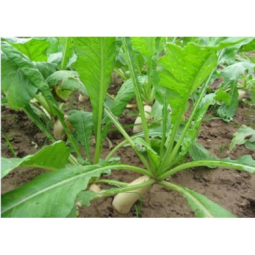 Hạt giống cải củ trắng 45 ngày - 20gram