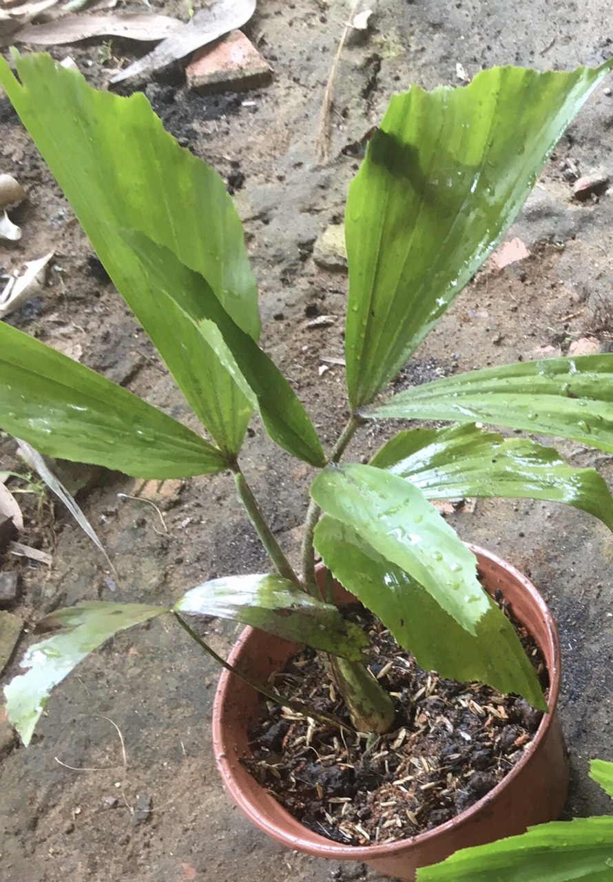 CÂY ĐỦNG ĐỈNH CON