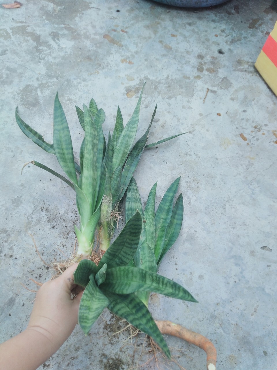 Cây lưỡi hổ viền xanh