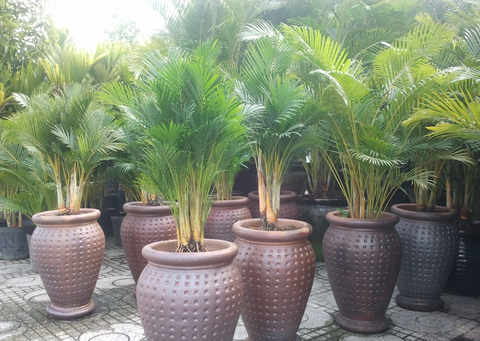 CAU LỤA VÀNG ( CÂY CAU NHẬT ), CHẬU CÂY ĐẸP THANH LỌC KHÔNG KHÍ