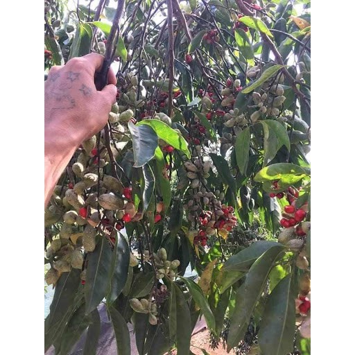 CÂY GIỐNG CÂY DỔI XANH