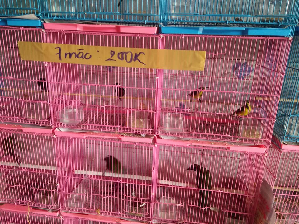 Lồng mini nuôi chim sâu ( giao màu ngẫu nhiên )