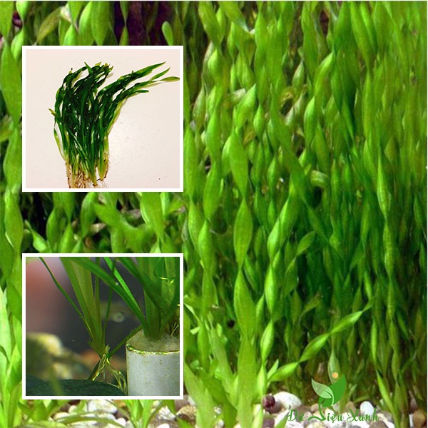 Hẹ xoắn cây thủy sinh trồng hậu cảnh
