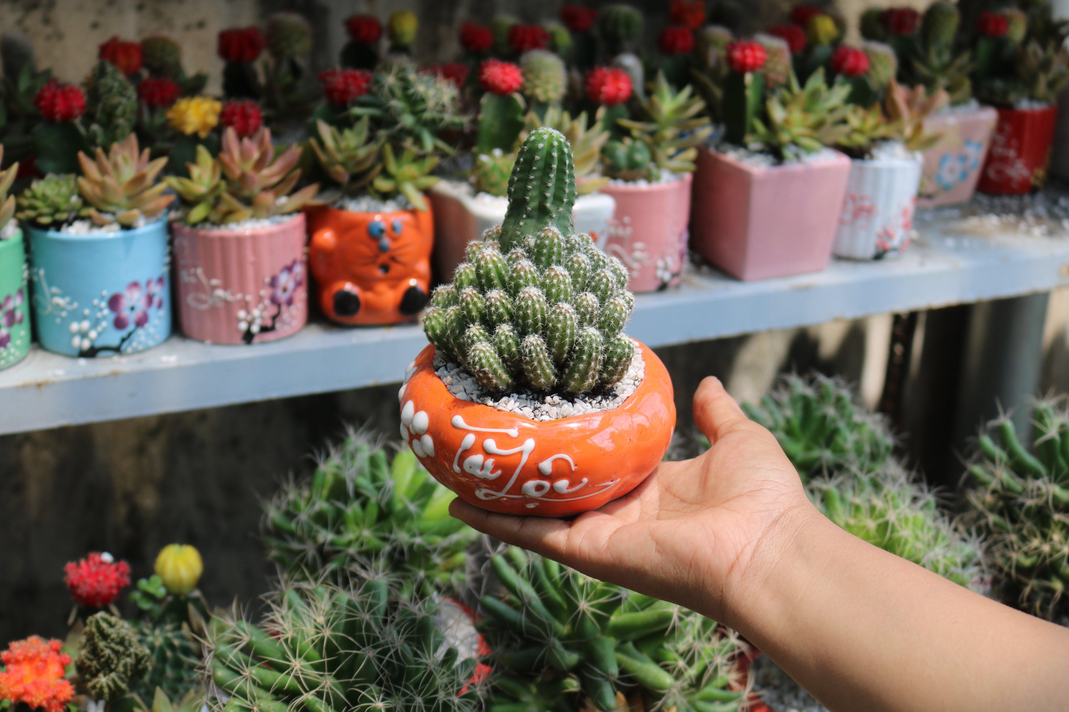 Chậu Sứ Xương Rồng Chùm