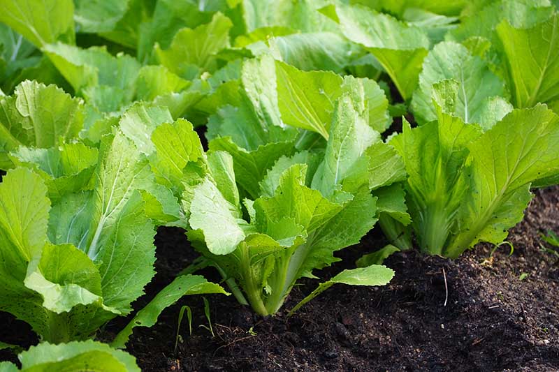 HẠT CẢI BẸ XANH MÀO GÀ - GÓI 20 GRAM