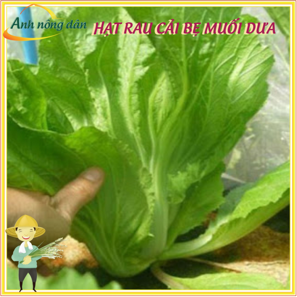 Gói 20g Hạt giống rau cải bẹ muối dưa cao sản, giống tốt - Anh nông dân chính hiệu