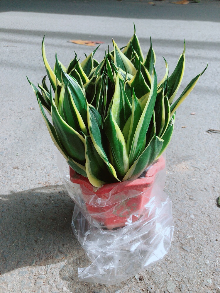 [HCM]Lưỡi Hổ Thái Xanh Size Lớn
