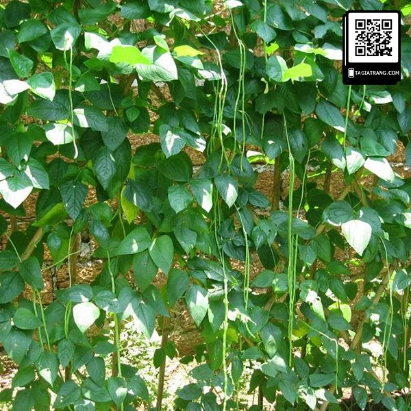 Hạt giống đậu đũa (đậu dải áo)