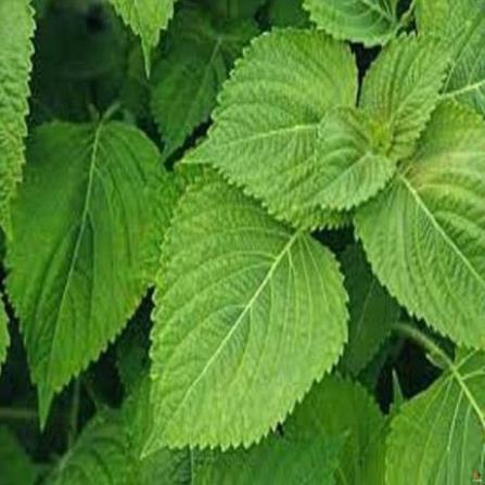 Hạt giống rau thơm mè lá mè hàn quốc - gói 1 gram