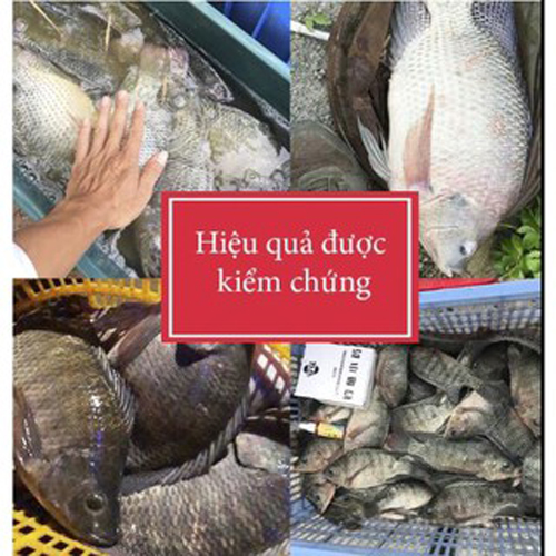BÌNH XỊT DỤ CÁ CHÍNH HÃNG FISH BAIT USA
