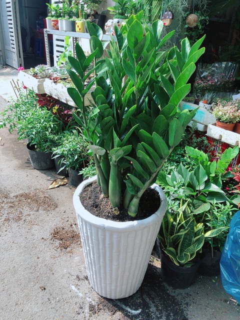 [HCM]Chậu Cây Kim Tiền Size Đại Cao 1m1