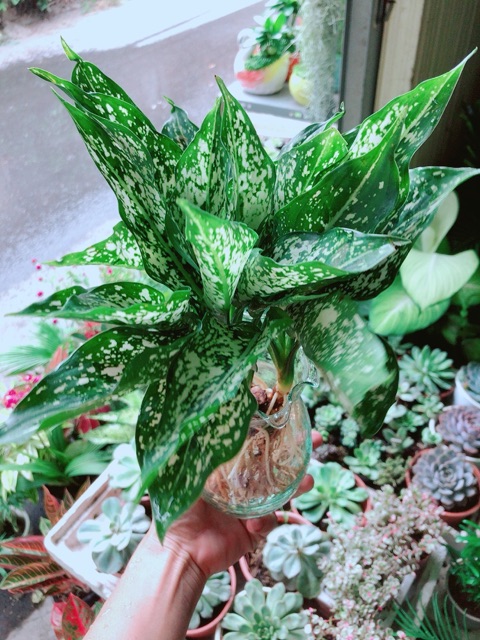 Chậu Cây Ngọc Ngân Thuỷ Sinh