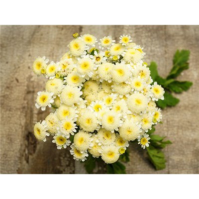 Gói 0.2GR hạt giống hoa Cúc Mini Trắng Nhụy Vàng