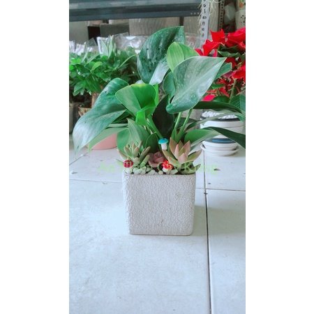 Chậu trầu bà đế vương tiểu cảnh