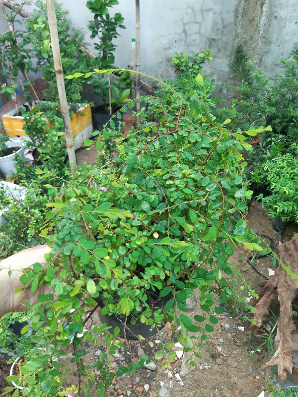 cây sơn liễu giống
