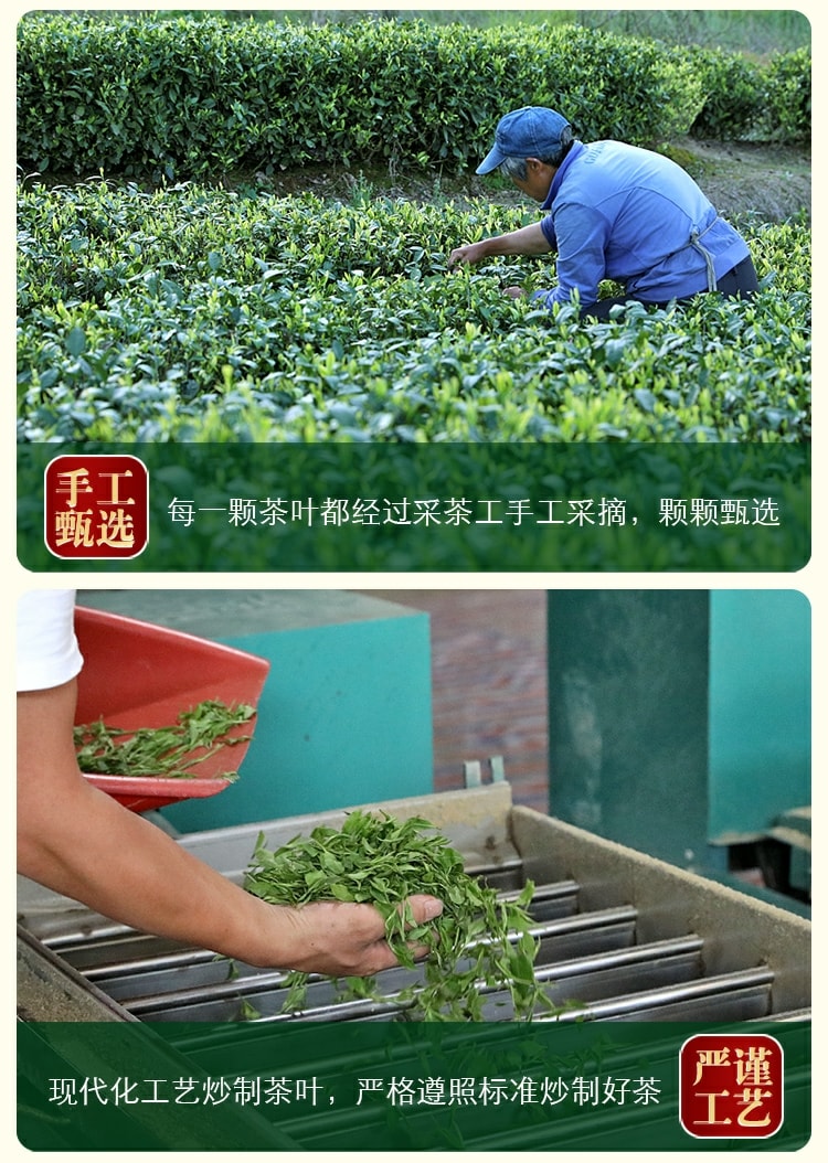 [HCM]bạch trà an cát
