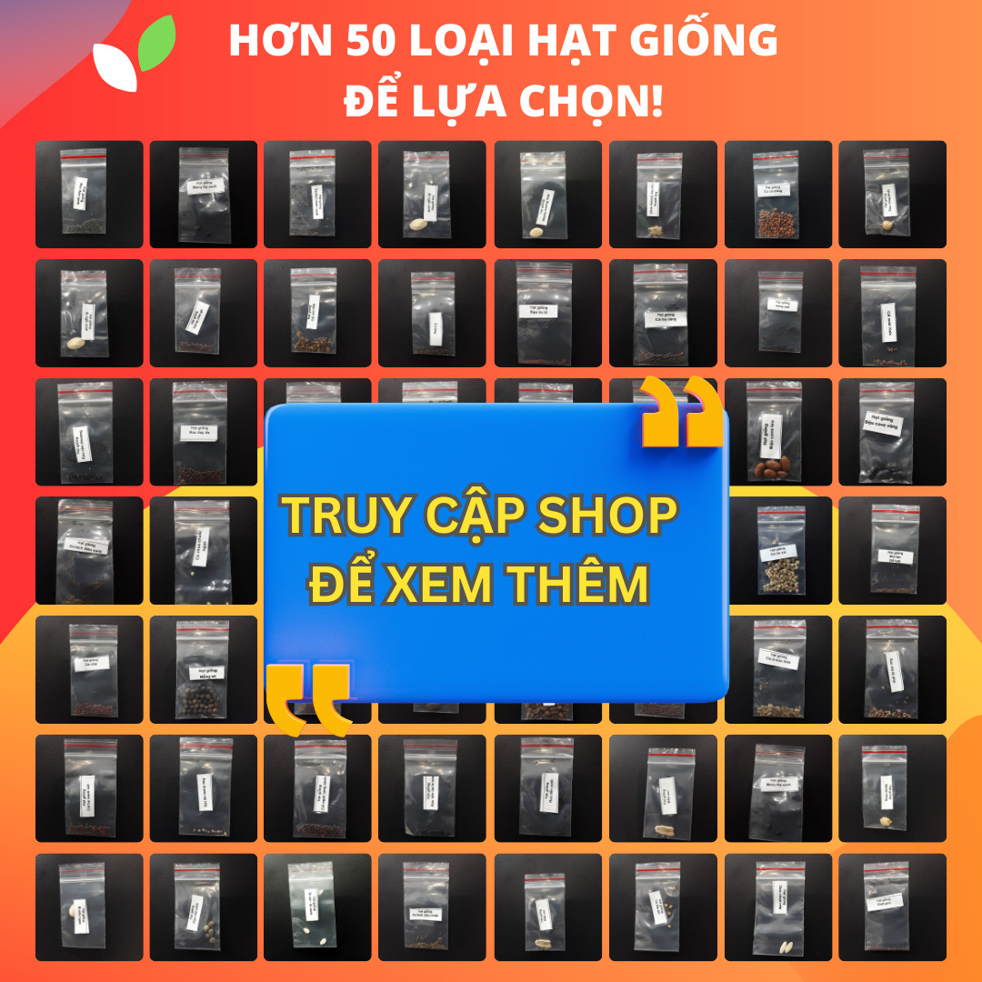 Deal 1K Hạt giống đậu đũa (đậu dải áo)
