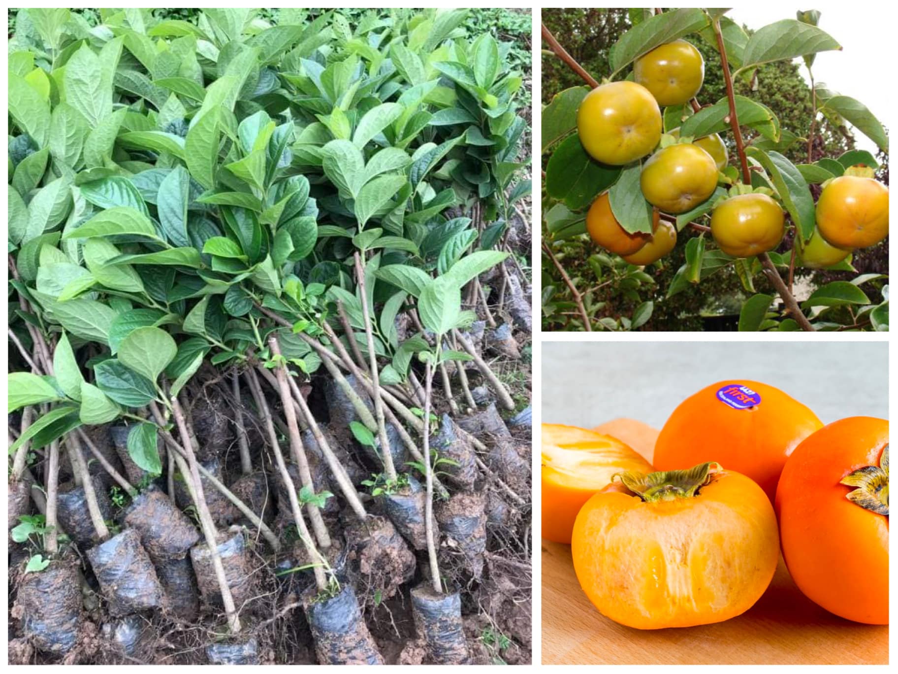 Cây giống Hồng giòn Đà Lạt siêu sớm. [ Bầu đất to, Cây ghép cho quả không hạt ]