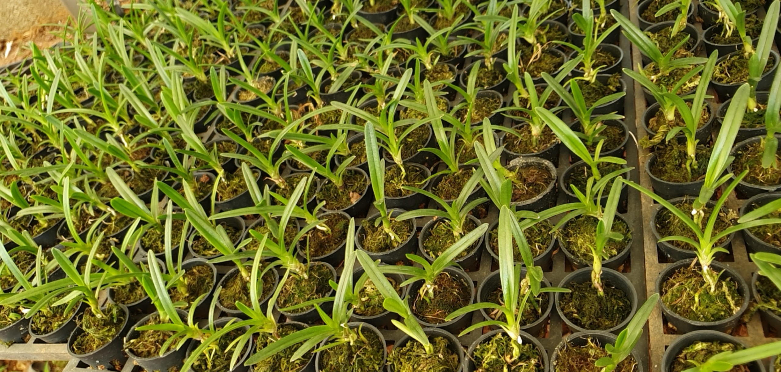 Kiếm phan trí hàng giống