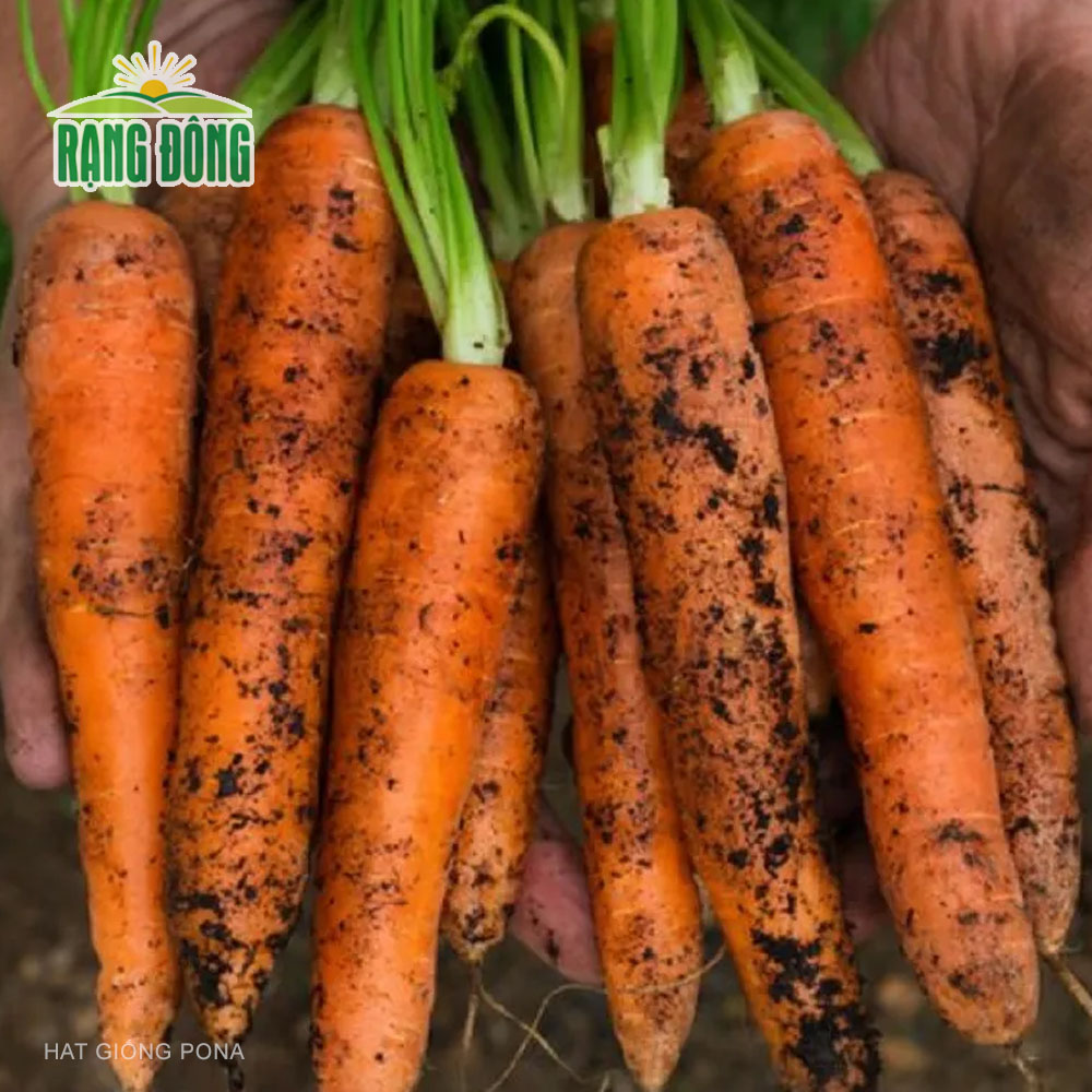 Hạt giống Cà rốt RADO 507 (5g) - Hạt giống Rạng Đông