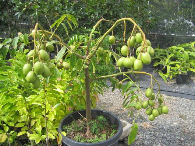 CÂY CÓC THÁI - CÂY LỚN, SIÊU QUẢ
