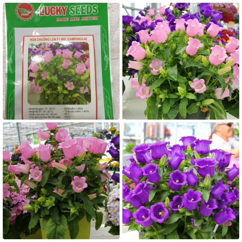 Hạt giống hoa chuông mix màu - 50hạt/gói