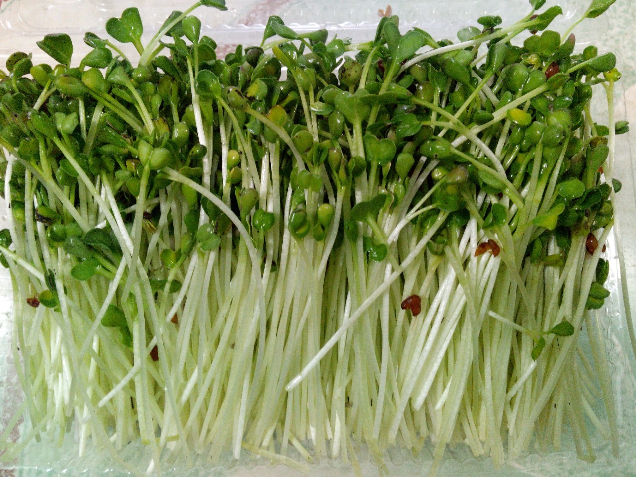 Hạt Giống Mầm Củ Cải Trắng - Gói 20gr