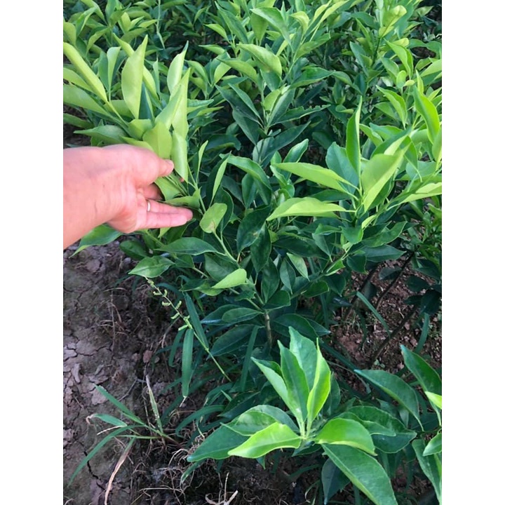 Cây Cam Đường Canh (ghép siêu sớm)