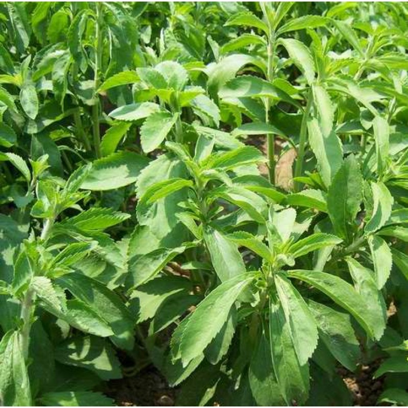 Gói 5  hạt giống Cỏ Ngọt Stevia