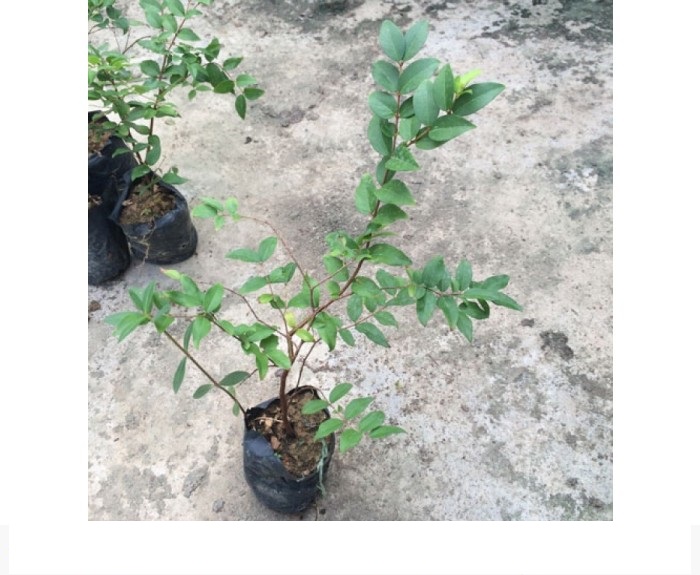 (GIÁ SỐC) Cây NHO THÂN GỖ