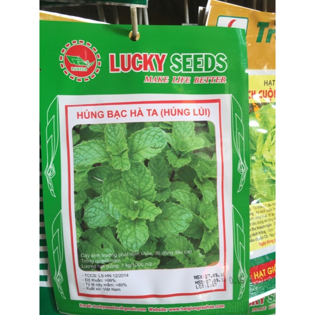 Hạt giống húng bạc hà ta