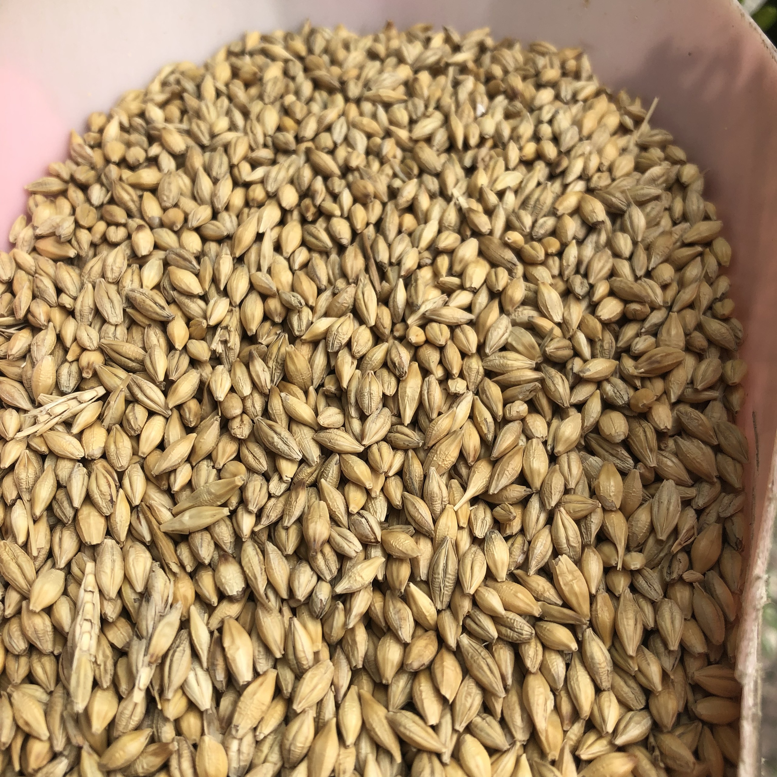 1kg hạt lúa mạch (đại mạch) cho gà, vẹt, hamster ăn