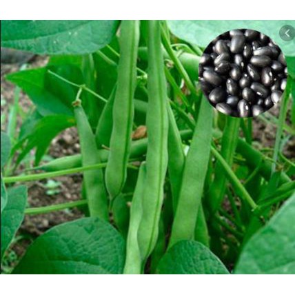 MA54E GÓI Hạt Giống Đậu Cove Lùn Ngon Dễ Trồng Nhanh Thu Hoạch - 20h ĐẾN MÙA TRỒNG TẾT