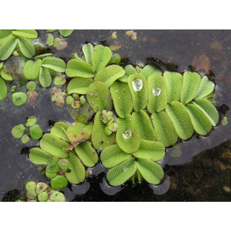 5 khóm bèo vảy ốc ( bèo ong) size đại