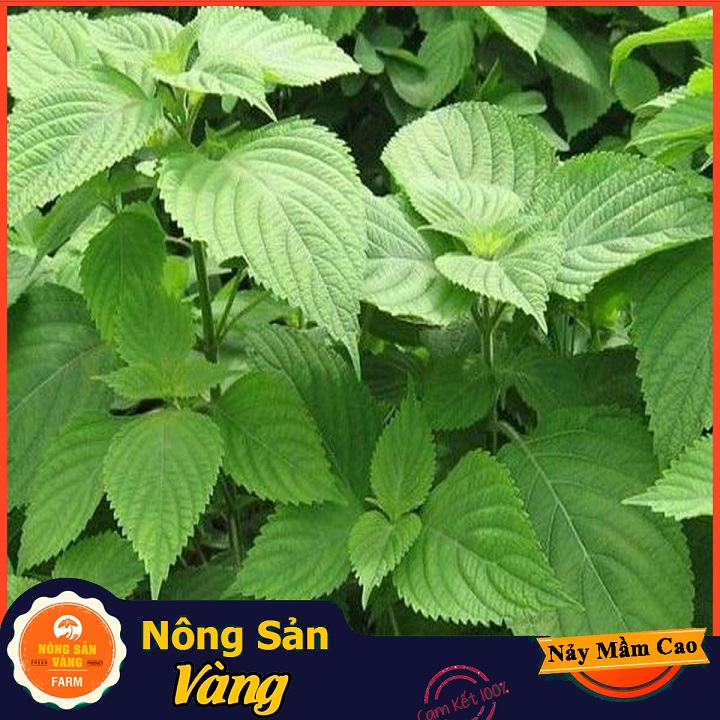 Hạt giống Rau Kinh Giới (Gói 1 Gram) - Nông Sản Vàng